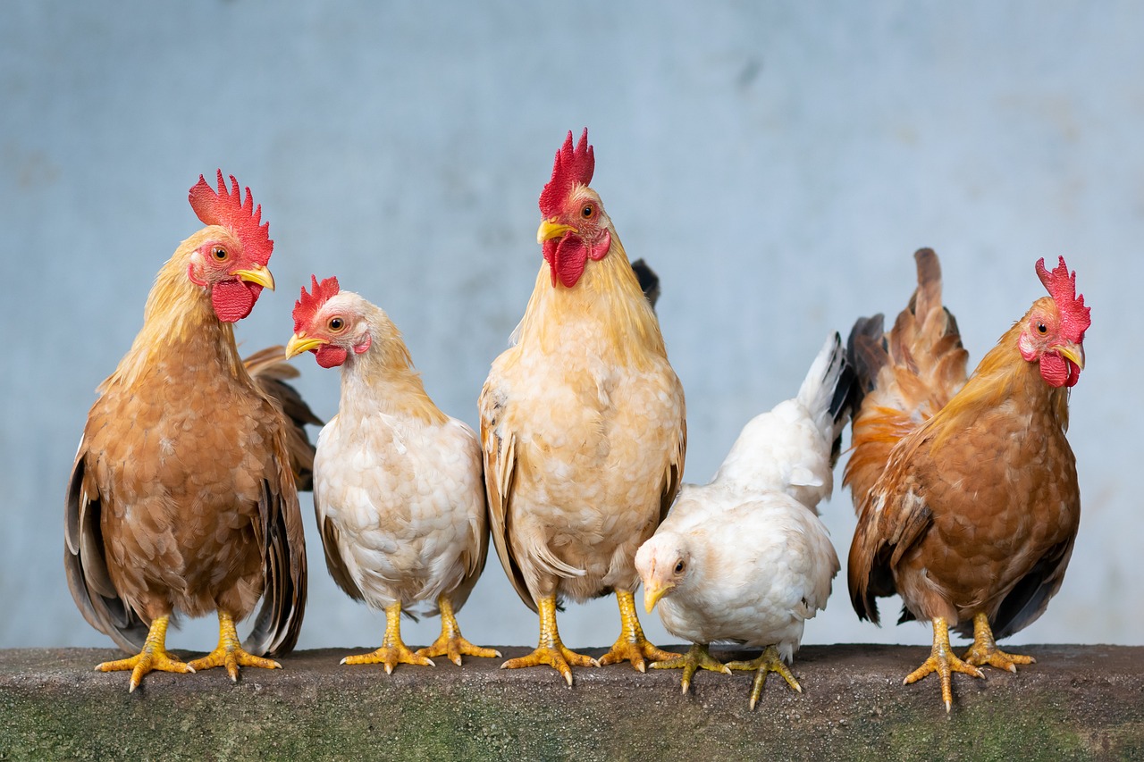 Keeping a Few Chickens Without Losing Your Mind